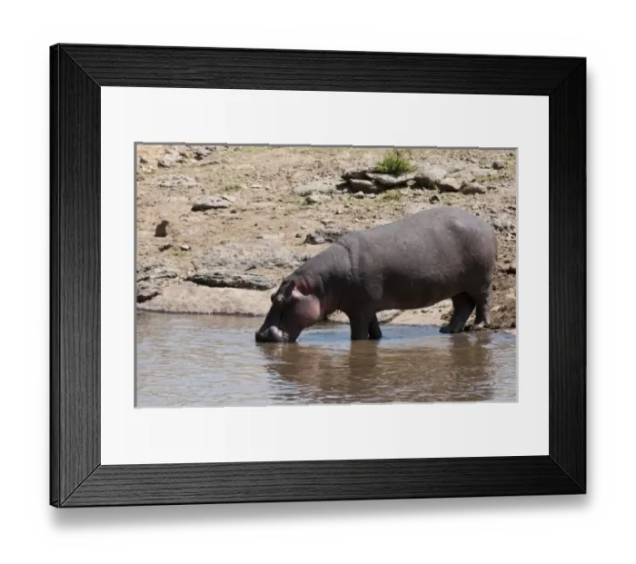Framed Print : Hippopotamus (Hippopotamus amphibius), Masai Mara, Kenya Framed Print : Hippopotamus (Hippopotamus amphibius), Masai Mara, Kenya