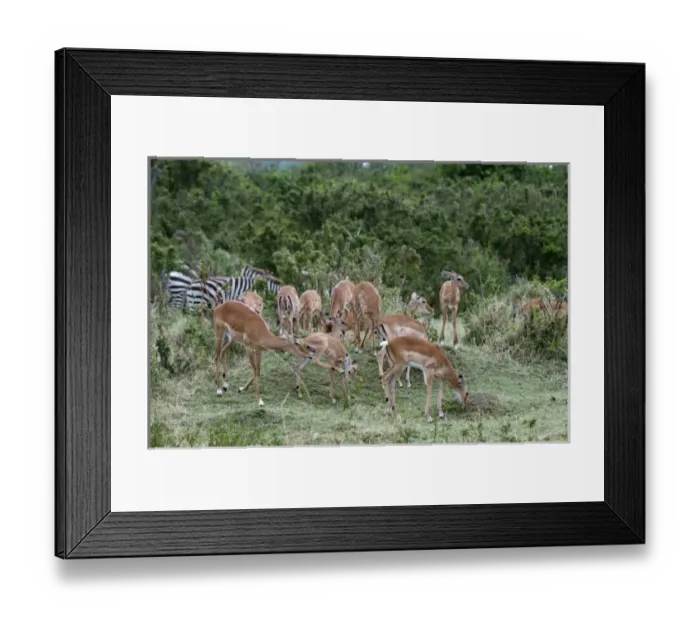 Framed Print : Africa, Kenya Framed Print : Africa, Kenya