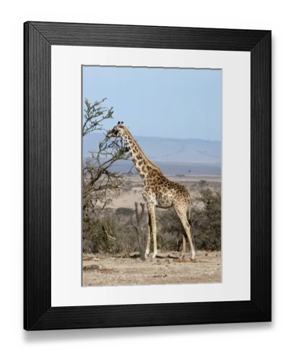 Framed Print : Masai Giraffe (Giraffa camelopardalis), Masai Mara, Kenya Framed Print : Masai Giraffe (Giraffa camelopardalis), Masai Mara, Kenya