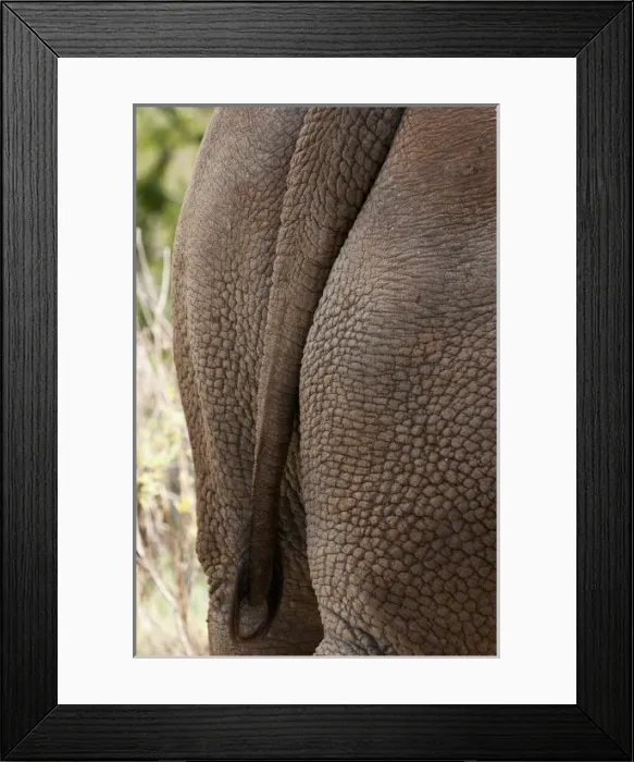 Framed Print : White Rhinoceros (Cerototherium simium), Masai Mara, Kenya Framed Print : White Rhinoceros (Cerototherium simium), Masai Mara, Kenya