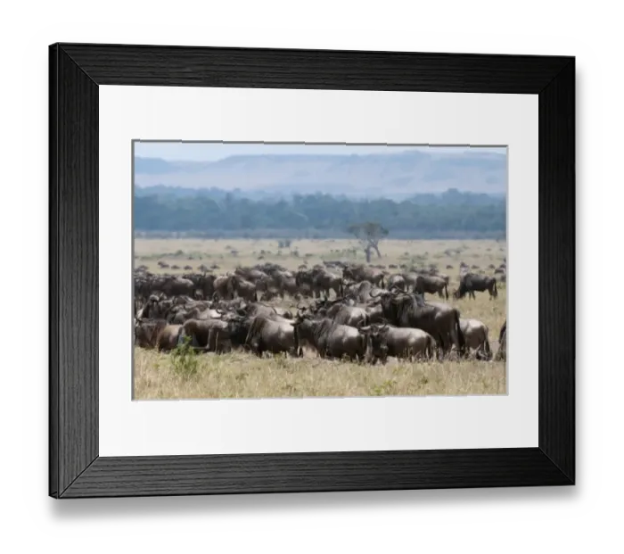 Framed Print : Wildebeest (Connochaetes taurinus), Masai Mara, Kenya Framed Print : Wildebeest (Connochaetes taurinus), Masai Mara, Kenya