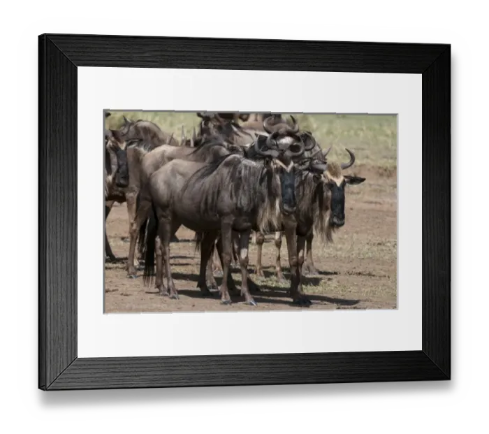 Framed Print : Africa, Kenya Framed Print : Africa, Kenya