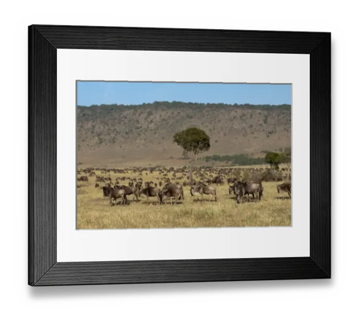 Framed Print : Africa, Kenya Framed Print : Africa, Kenya
