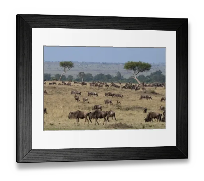 Framed Print : Wildebeest (Connochaetes taurinus), Masai Mara, Kenya Framed Print : Wildebeest (Connochaetes taurinus), Masai Mara, Kenya