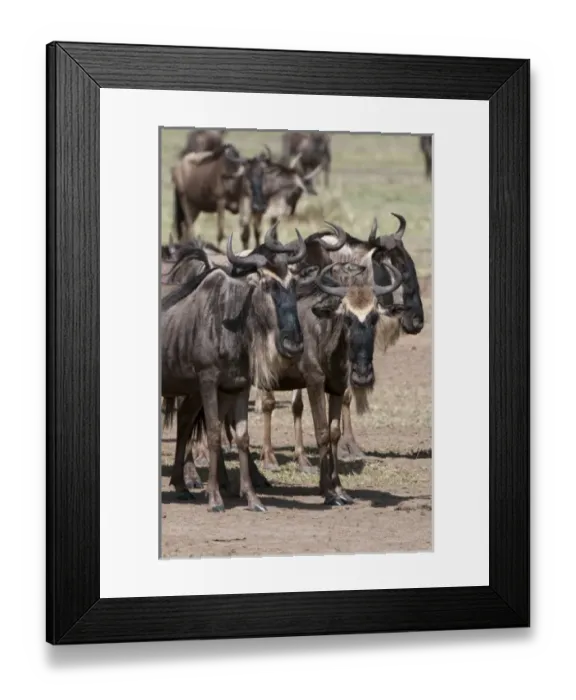 Framed Print : Africa, Kenya Framed Print : Africa, Kenya