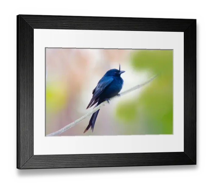 Framed Print : Indian Ocean, Madagascar. Close-up of crested drongo perched on limb