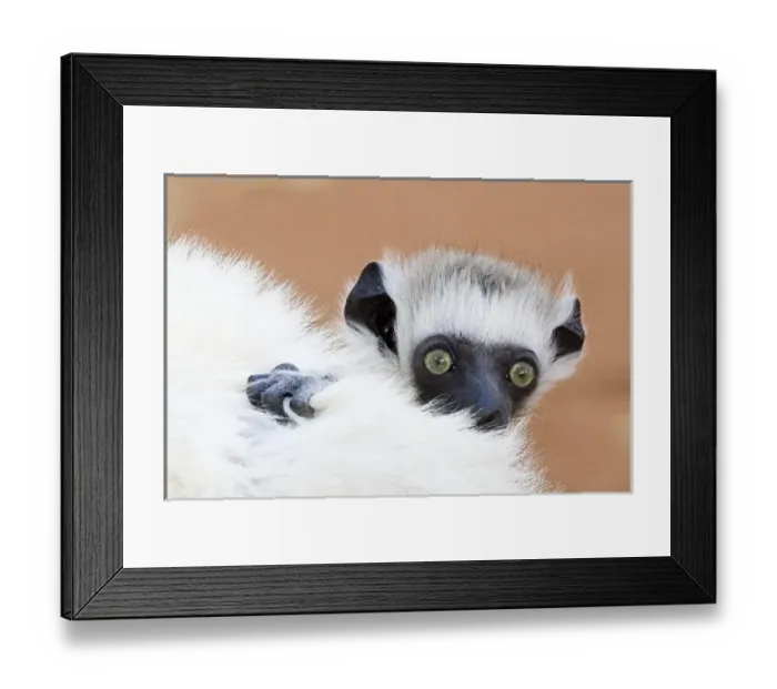 Framed Print : Africa, Madagascar Framed Print : Africa, Madagascar