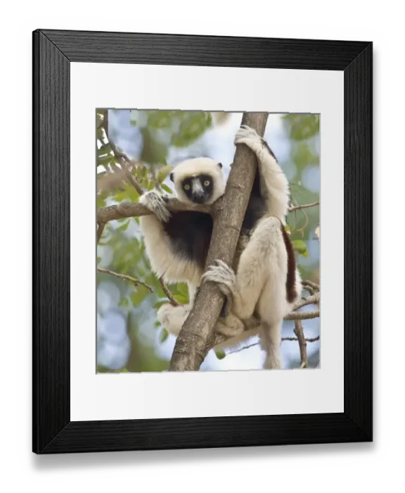 Framed Print : Africa, Madagascar