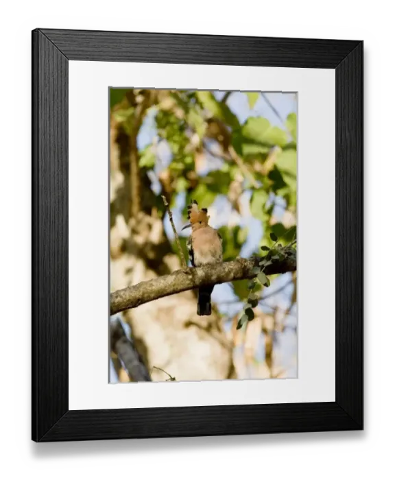 Framed Print : Africa, Madagascar Framed Print : Africa, Madagascar