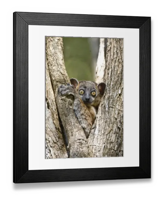 Framed Print : Africa, Madagascar