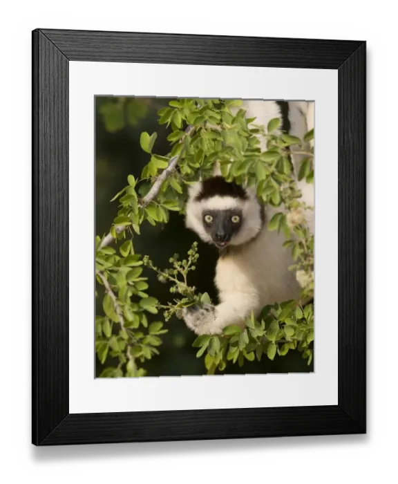 Framed Print : Africa, Madagascar