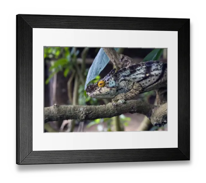 Framed Print : Africa, Madagascar