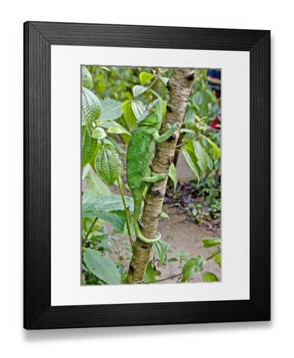 Framed Print : Africa, Madagascar