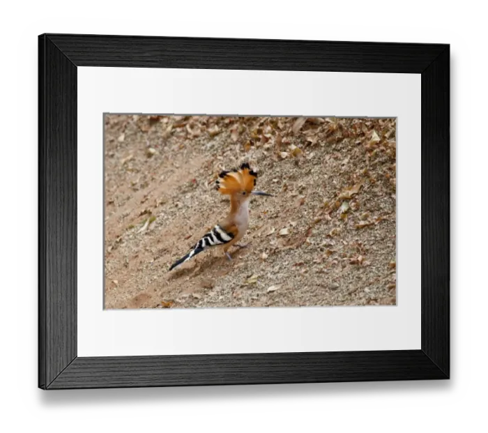 Framed Print : Africa, Madagascar Framed Print : Africa, Madagascar