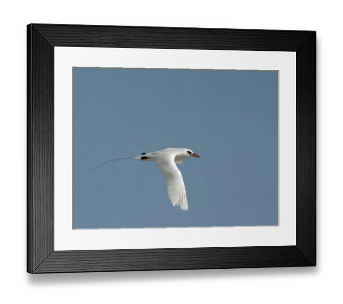 Framed Print : Madagascar, Nosy Ve. Red-tailed Tropicbird (Phaethon rubricauda) in flight Framed Print : Madagascar, Nosy Ve. Red-tailed Tropicbird (Phaethon rubricauda) in flight