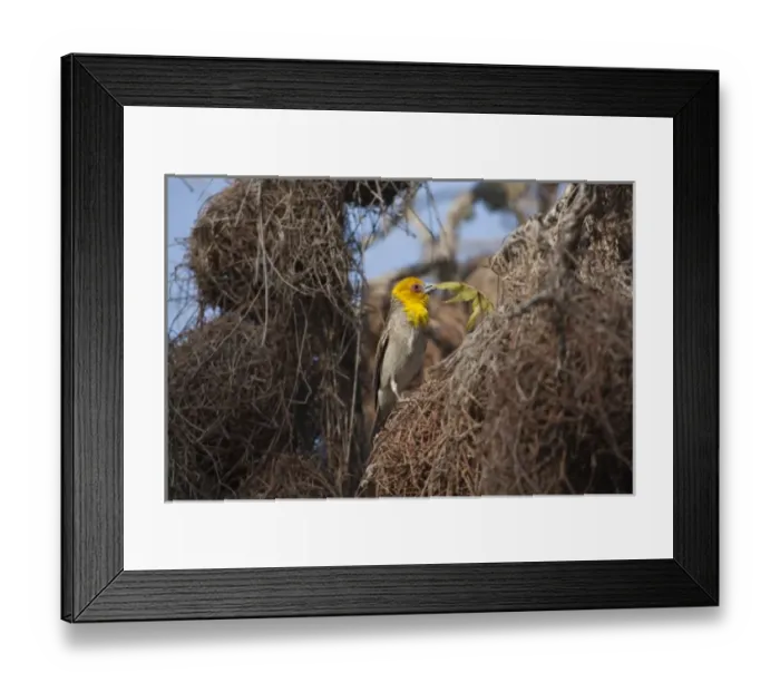 Framed Print : Madagascar, Ifaty. Male Sakalava Weaver (Phoceus sakalava) gathering a small branch Framed Print : Madagascar, Ifaty. Male Sakalava Weaver (Phoceus sakalava) gathering a small branch
