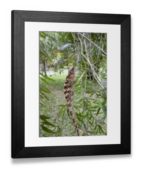 Framed Print : Africa, Madagascar Framed Print : Africa, Madagascar