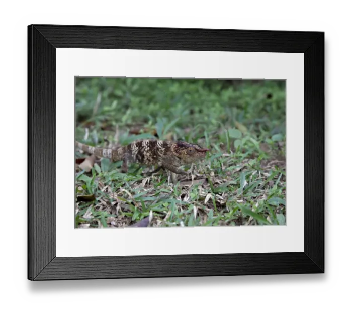 Framed Print : Madagascar. A young Oustalets Chamelion (Furcifer oustaleti). Endemic Framed Print : Madagascar. A young Oustalets Chamelion (Furcifer oustaleti). Endemic