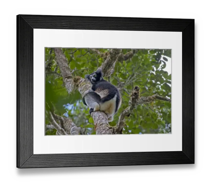 Framed Print : Madagascar, Perinet Forest. An Indri (Indri indri), the largest of the lemurs Framed Print : Madagascar, Perinet Forest. An Indri (Indri indri), the largest of the lemurs