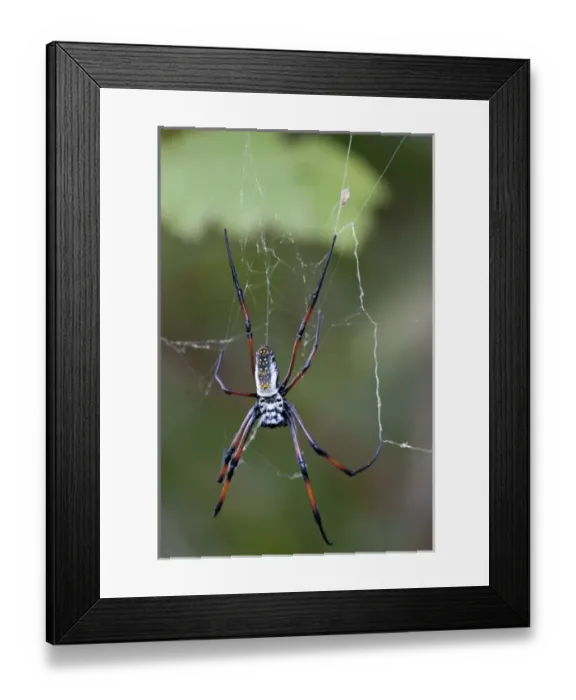 Framed Print : Madagascar. Madagascar Golden Web Spider (Nephila madagascariensis). Famous for silk Framed Print : Madagascar. Madagascar Golden Web Spider (Nephila madagascariensis). Famous for silk