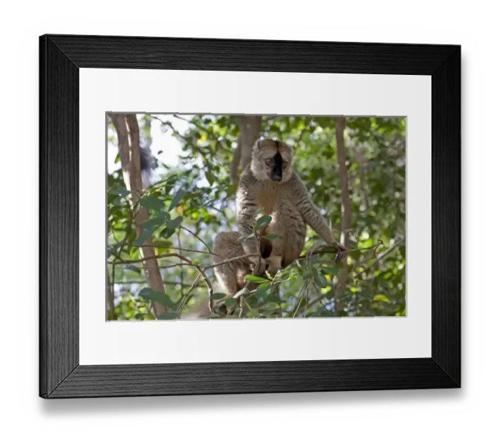Framed Print : Africa, Madagascar Framed Print : Africa, Madagascar