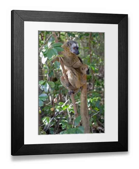 Framed Print : Africa, Madagascar Framed Print : Africa, Madagascar