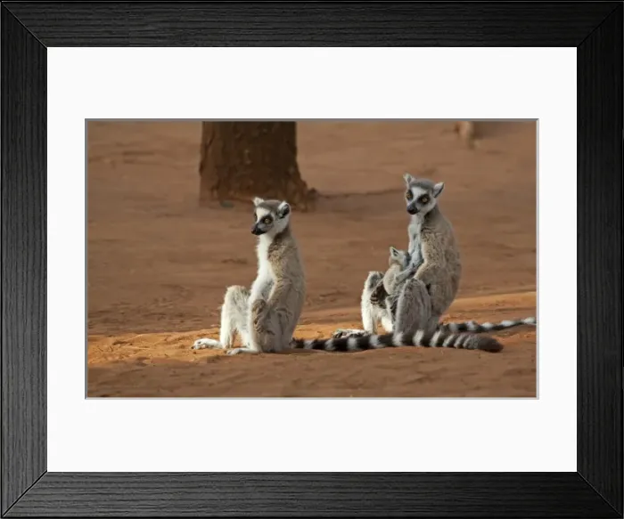 Framed Print : Madagascar, Berenty Lemur Reserve. Ring-tailed Lemurs (Lemur catta) with baby