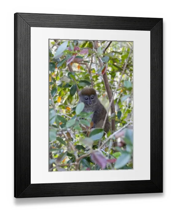 Framed Print : Africa, Madagascar Framed Print : Africa, Madagascar