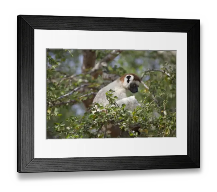 Framed Print : Africa, Madagascar