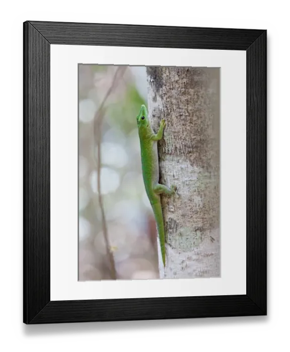 Framed Print : Madagascar. A Day Gecko. There are about 25 species of Day Geckos (genus Phelsuma) in Madagascar Framed Print : Madagascar. A Day Gecko. There are about 25 species of Day Geckos (genus Phelsuma) in Madagascar