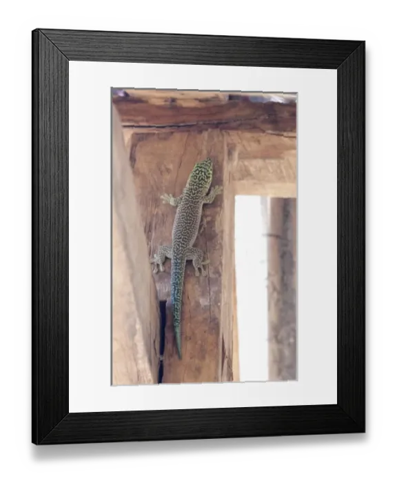 Framed Print : Madagascar, Zombitsy Forest. Standings Day Gecko (Phelsuma standing), rare