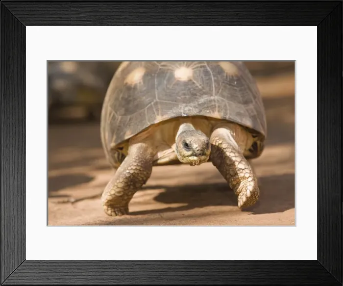 Framed Print : Radiated tortoise, Astrochelys radiata, with a decorated shell walking along sand in Madagascar