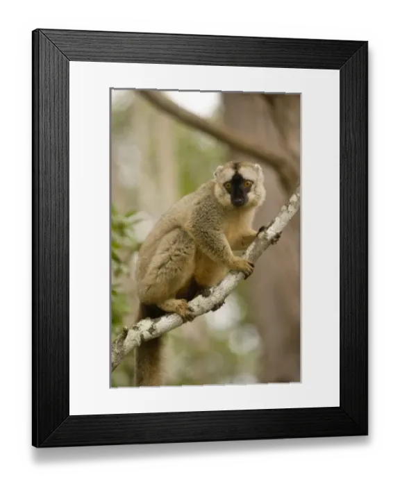 Framed Print : Africa, Madagascar