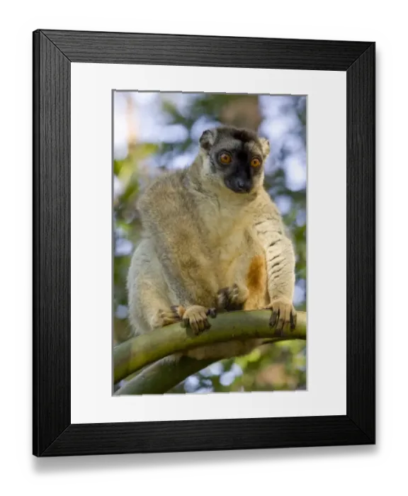 Framed Print : Africa, Madagascar