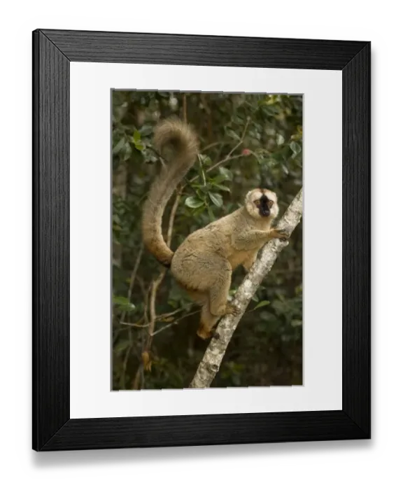 Framed Print : Africa, Madagascar Framed Print : Africa, Madagascar
