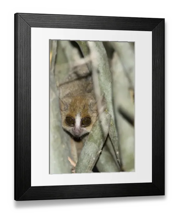Framed Print : Africa, Madagascar Framed Print : Africa, Madagascar