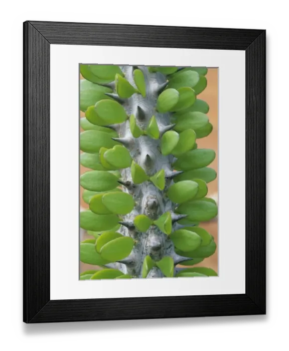Framed Print : Madagascar, southwest area Dry Spiny Forest, (Alluaudia procera) cactus like tree Framed Print : Madagascar, southwest area Dry Spiny Forest, (Alluaudia procera) cactus like tree