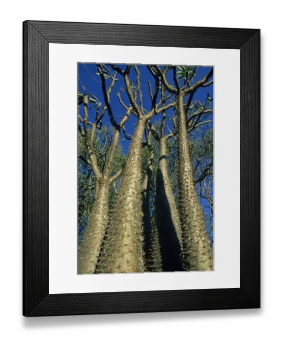 Framed Print : Bottle Tree, (Pachypodium lamerei), Spiny Desert, SW Madagascar Framed Print : Bottle Tree, (Pachypodium lamerei), Spiny Desert, SW Madagascar