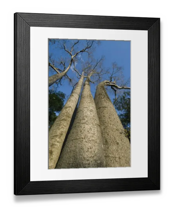 Framed Print : Baobab Trees (Adansonia sp. ) Ampijoroa-Ankarafantsika NP, MADAGASCAR Framed Print : Baobab Trees (Adansonia sp. ) Ampijoroa-Ankarafantsika NP, MADAGASCAR