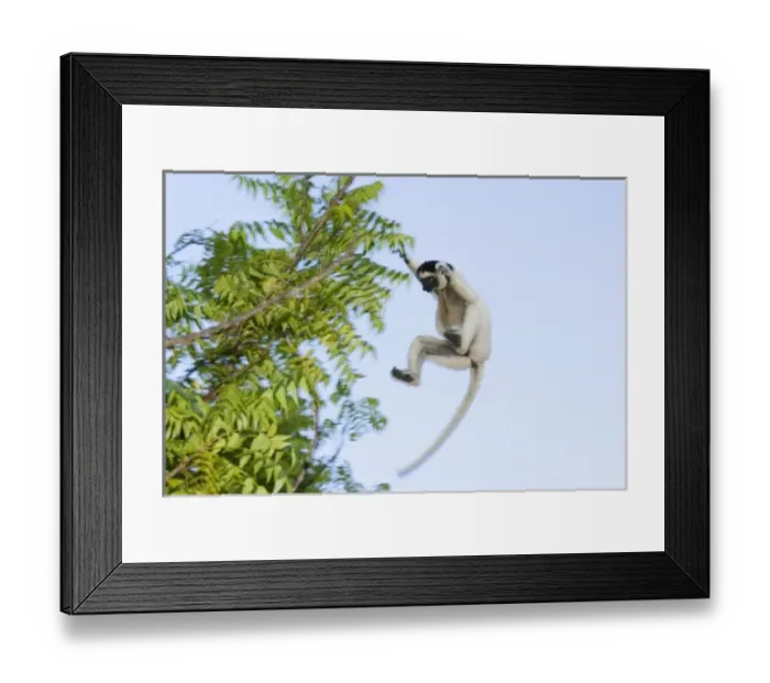 Framed Print : Africa, Madagascar Framed Print : Africa, Madagascar
