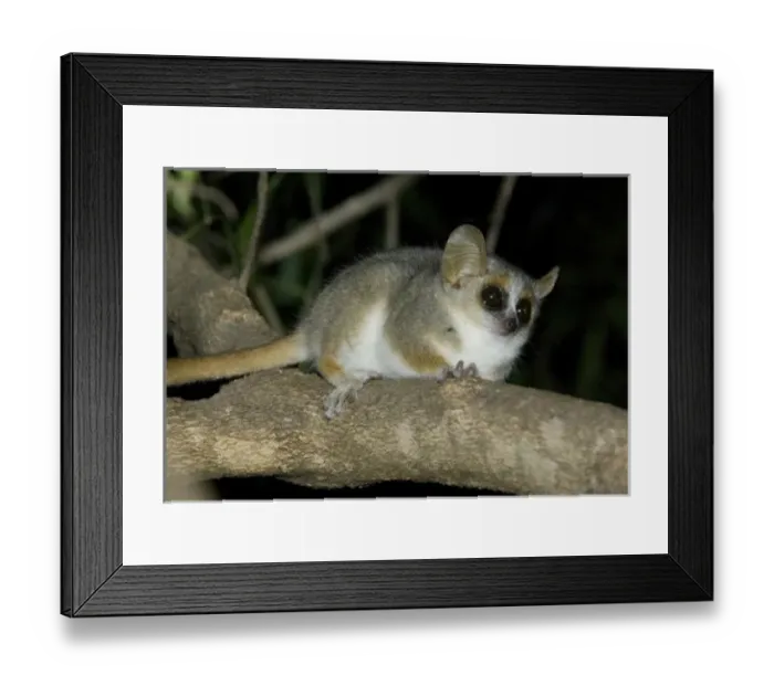 Framed Print : Africa, Madagascar