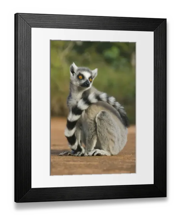 Framed Print : Africa, Madagascar