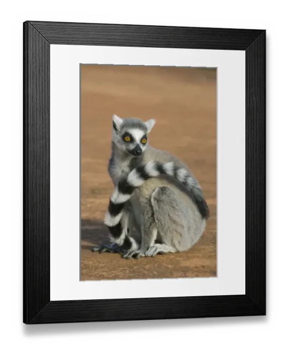 Framed Print : Africa, Madagascar Framed Print : Africa, Madagascar