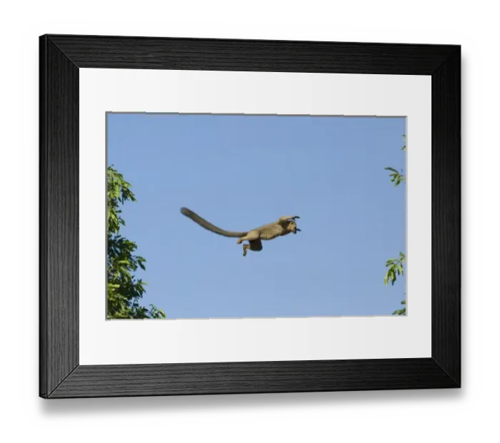 Framed Print : Brown Lemur, (Eulemur fulvus), Leaping, Berenty Reserve, MADAGASCAR Framed Print : Brown Lemur, (Eulemur fulvus), Leaping, Berenty Reserve, MADAGASCAR