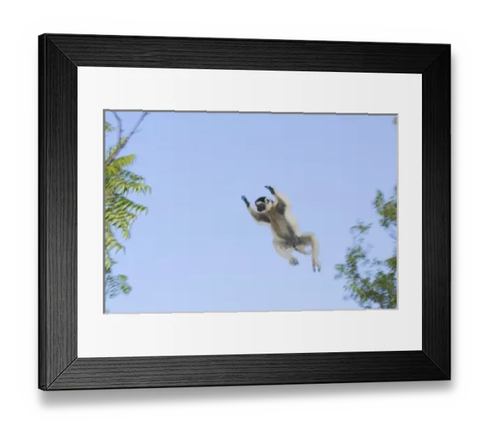 Framed Print : Verreauxs Sifaka, (Propithecus verreauxi), Berenty Reserve, MADAGASCAR