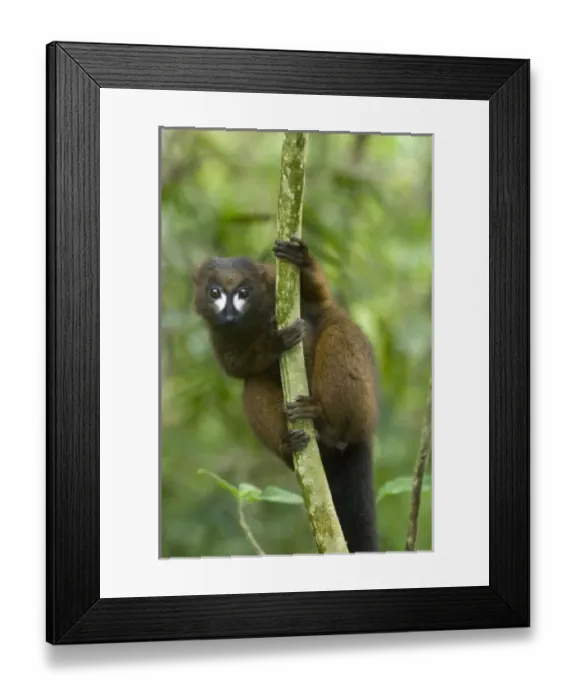 Framed Print : Red-bellied Lemur (Eulemur rubriventer) Male, Mantadia National Park, MADAGASCAR Framed Print : Red-bellied Lemur (Eulemur rubriventer) Male, Mantadia National Park, MADAGASCAR