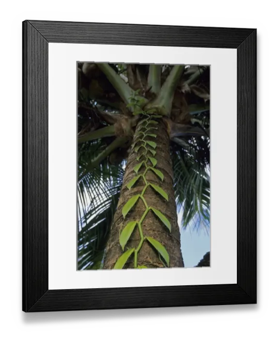 Framed Print : Vanilla Orchid, (Vanilla sp. ), major international export, Maraonsetra, NE Madagascar
