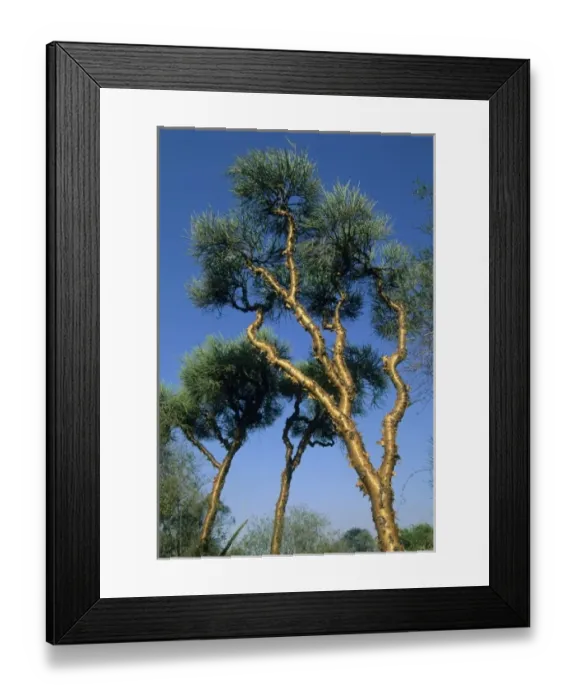 Framed Print : Trees (Euphorbia fiha) Endemic to Spiny Desert, Berenty Reserve, Southern Madagascar