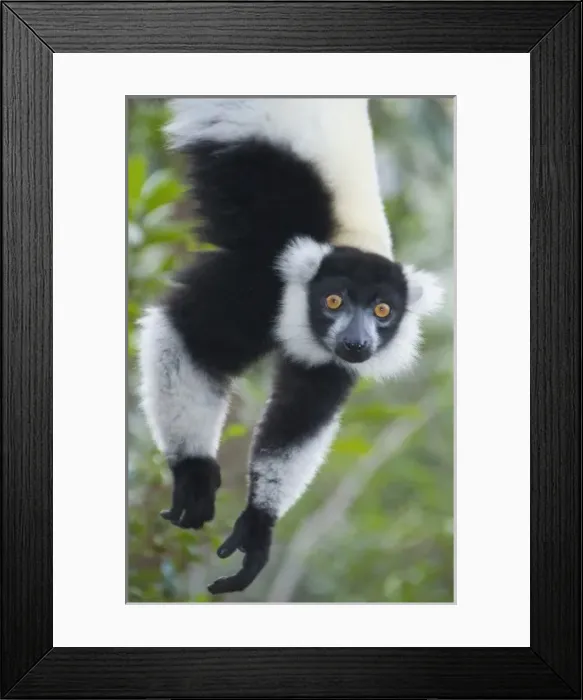 Framed Print : Black and White Ruffed Lemur, (Varecia variegata), Mantadia Nat. park, Madagascar Framed Print : Black and White Ruffed Lemur, (Varecia variegata), Mantadia Nat. park, Madagascar