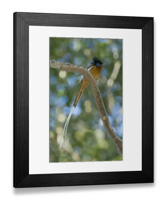 Framed Print : Madagascar Paradise-Flycatcher, (Terpsiphone mutata), Male, Ankarafantsika National Park Framed Print : Madagascar Paradise-Flycatcher, (Terpsiphone mutata), Male, Ankarafantsika National Park